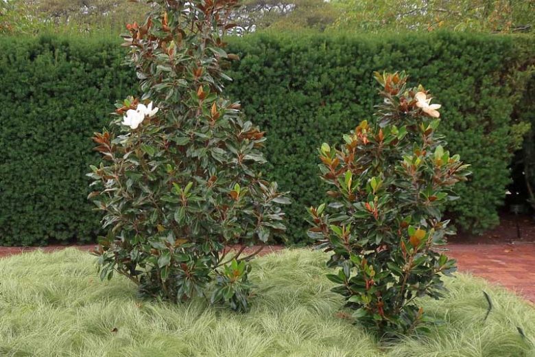 Magnolia grandiflora 'Little Gem', Southern Magnolia 'Little Gem', Evergreen Magnolia 'Little Gem', Loblolly Magnolia 'Little Gem', Great Laurel Magnolia 'Little Gem', Big Laurel 'Little Gem', Bull Bay 'Little Gem'