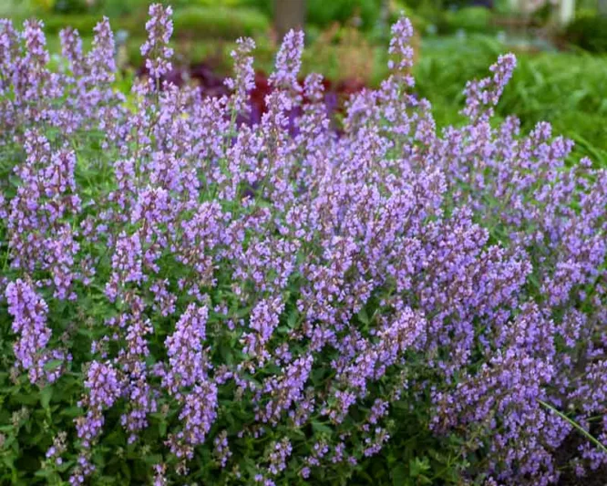 Nepeta x faassenii 'Cats Meow',  Catmint 'Cat's Meow', Nepeta faassenii 'Cat's Meow' PP24472 CPBR5098, blue flowers, violet flowers, lavender flowers