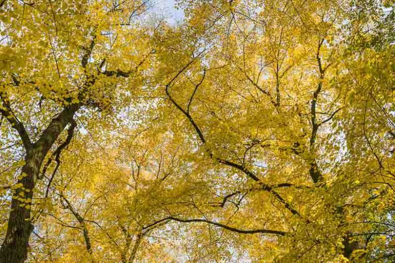 Tilia cordata, Littleleaf Linden, Little-Leaf Linden, Small Leaf Lime Tree, Small-Leaved Lime , Deciduous Tree