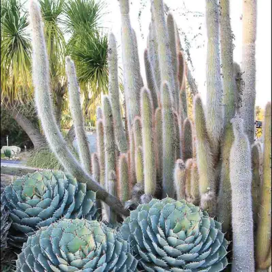 Cleistocactus strausii, Silver Torch, Wooly Torch, Silver Torch Cactus, Borzicactus strausii, Cephalocereus strausii, Cereus strausii, Denmoza strausii