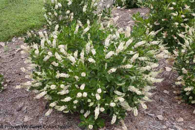 Clethra Alnifolia VANILLA SPICE,  Sweet Pepper Bush VANILLA SPICE, Sweet Pepperbush VANILLA SPICE, Summer Sweet VANILLA SPICE, Summersweet VANILLA SPICE