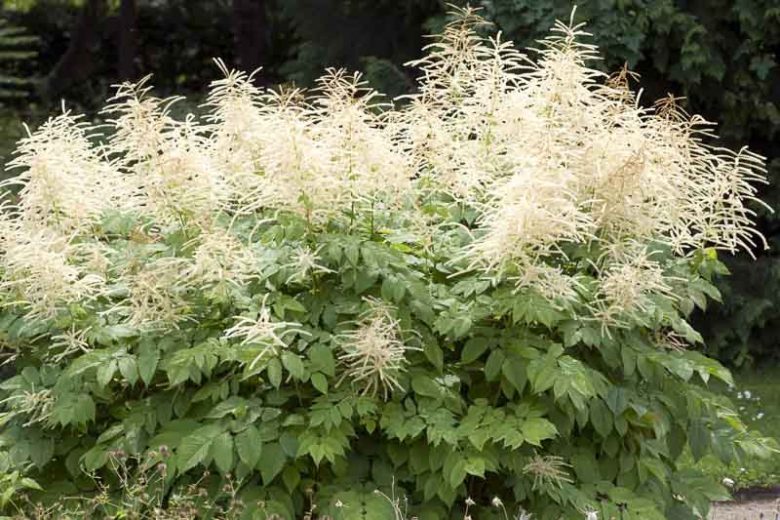 Aruncus Dioicus, Goat's Beard, Goatsbeard, Aruncus Sylvestris, Spirea Aruncus, White Flowers, Shade Plant, Plants for Shade, Plants for wet soils