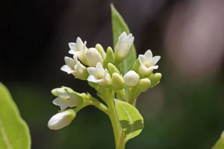 Apocynum cannabinum, Indian Hemp, Prairie Dogbane, Hemp Dogbane, Dogbane, White flowers, California Native Plant, Shade Perennials