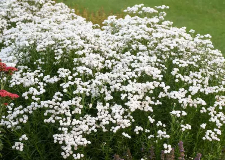 Achillea ptarmica 'Peter Cottontail', Achillea 'Peter Cottontail', Achillea 'Peter Cottontail', Sneezewort 'Peter Cottontail', Sneezeweed 'Peter Cottontail', Bastard Pellitory 'Peter Cottontail',, White flowers, White Yarrow, Drought Tolerant flowers