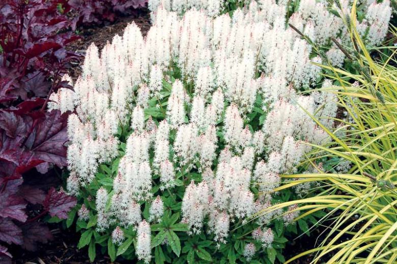 Tiarella 'Spring Symphony', Foam Flower 'Spring Symphony', Coolwort 'Spring Symphony', False Mitrewort 'Spring Symphony', White Coolwort, Shade plants, White Flowers