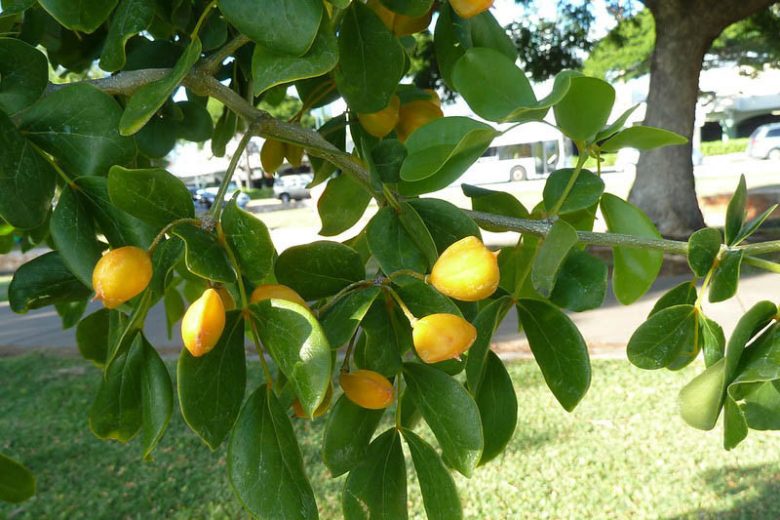 Guaiacum sanctum, Holywood, Holywood Lignum-Vitae, Florida Native Shrub, Florida Native Tree, Evergreen Shrub, Evergreen Tree