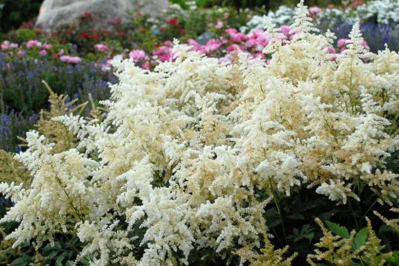 Astilbe Japonica 'Deutschland', Astilbe 'Deutschland', False Spirea 'Deutschland', False Goat's Beard 'Deutschland', White Astilbes, White flowers, flowers for shade