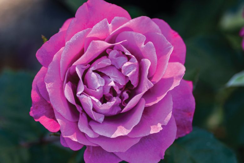 Rosa Heirloom, Rose Heirloom, Rosa JACbloom, Hybrid Tea Roses, Shrub Roses,  Purple roses, Purple Hybrid Tea Roses,  Landscape Roses