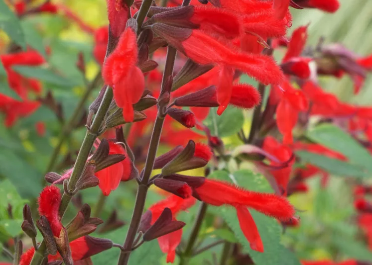 Salvia Salvia fulgens, Mexican Scarlet Sage, Mexican Red Sage, Salvia cardinalis, Red Sage, Red Salvia, Fragrant Sage