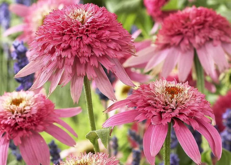 Echinacea 'Pink Double Delight', Coneflower 'Pink Double Delight', Echinacea Purpurea 'Pink Double Delight', Pink Coneflowers, Pink Echinacea, Double Coneflowers, Double Echinacea