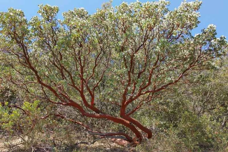 Arctostaphylos glauca, Big Berry Manzanita, Bigberry Manzanita, Blue Manzanita, Evergreen Shrub, Hardy Shrub, Shrub with berries