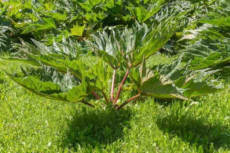 Rheum palmatum, Chinese Rhubarb, Ornamental Rhubarb, Palmate Rhubarb, Turkey Rhubarb, Turkish Rhubarb