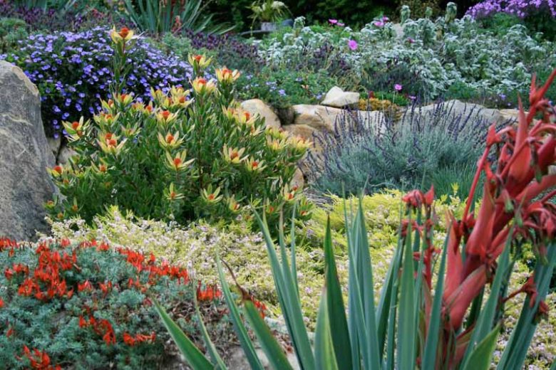 Beschorneria yuccoides, Amole, Sisi, Mexican Lily, Mexican False Red Yucca, Yucca-Leaved Beschorneria, Beschorneria superba
