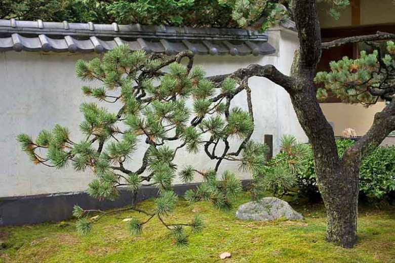 Pinus contorta, Lodgepole Pine,  Beach Pine, Shore Pine, Twisted-Branch Pine, Evergreen Conifer, Evergreen Shrub, Evergreen Tree,