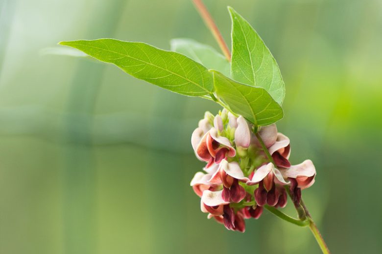 Apios americana, Groundnut, Wild Potato, Indian Potato,  American Hodoimo, American Groundnut, Cinnamon Vine, Hodoimo, Hopniss, Potato Bean, Apios americana var. turrigera, Glycine apios