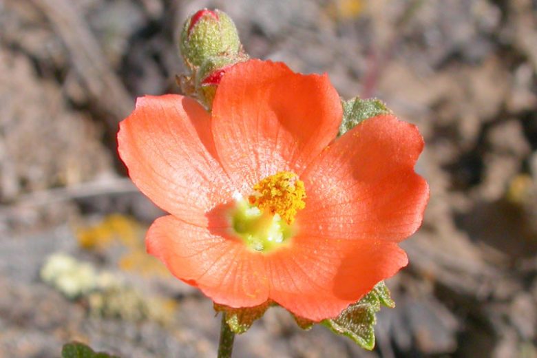 Sphaeralcea munroana, Munro's Globemallow, White-stem Globe-mallow, Orange Globemallow, Desert Mallow, Whitestem Globemallow, Malva munroana, Nuttallia munroana, Malvastrum munroana, Malveopsis munroana, Orange Flowers