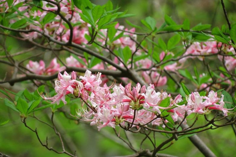 Rhododendron periclymenoides, Pink Azalea, Pinxterbloom Azalea, Pinxterflower, Azalea nudiflora, Rhododendron nudiflorum, Pink Azalea, Pink Flowering Shrub