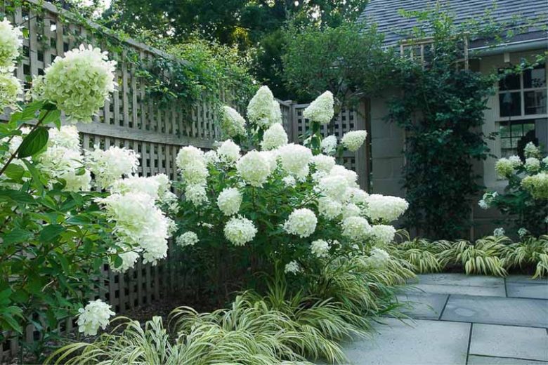 Hydrangea Paniculata 'Limelight', Limelight Hydrangea, Hydrangea 'Limelight', Panicle Hydrangea 'Limelight', Hydrangea paniculata 'Limelight'