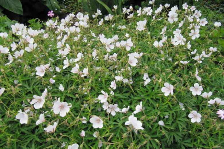 Geranium Pratense 'Mrs Kendall Clark', Meadow Cranesbill 'Mrs Kendall Clark', Meadow Cranesbill,'Hardy Geranium 'Mrs Kendall Clark', Blue Geranium, Best geraniums, Best groundcovers
