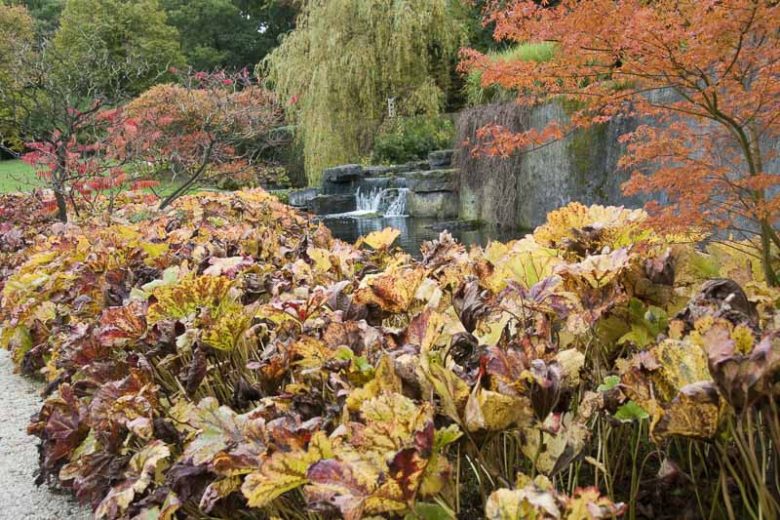Darmera peltata, Umbrella Plant, Indian Rhubarb, Giant Cup