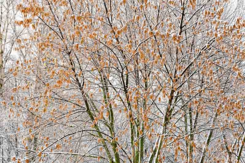Acer negundo, Box Elder, Box Elder Maple, Ash-leaved Maple, Ashleaf Maple, Red River Maple, Fresno De Guajuco