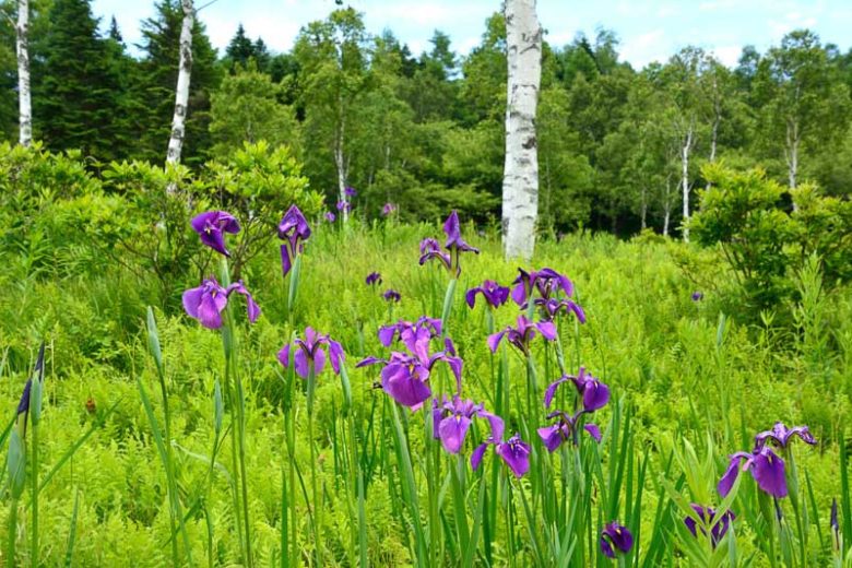 Iris Ensata 'Lion King',Japanese Iris 'Lion King', Japanese Flag 'Lion King', Japanese Water Iris 'Lion King', Sword-Leaved Iris 'Lion King',' Bicolored Iris, Flowers for wet soils, Plants for wet soils, Best Japanese Iris