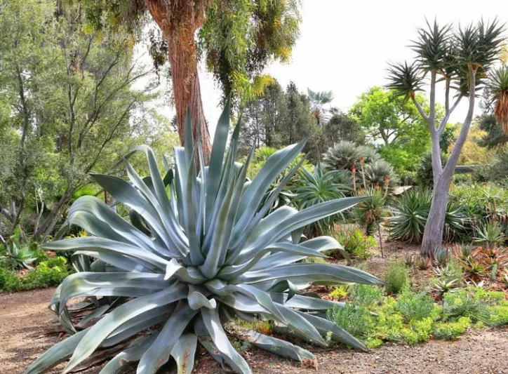 Agave franzosinii, Majestic Agave, Agave beauleriana, Large Agave, Succulent, drought tolerant plant