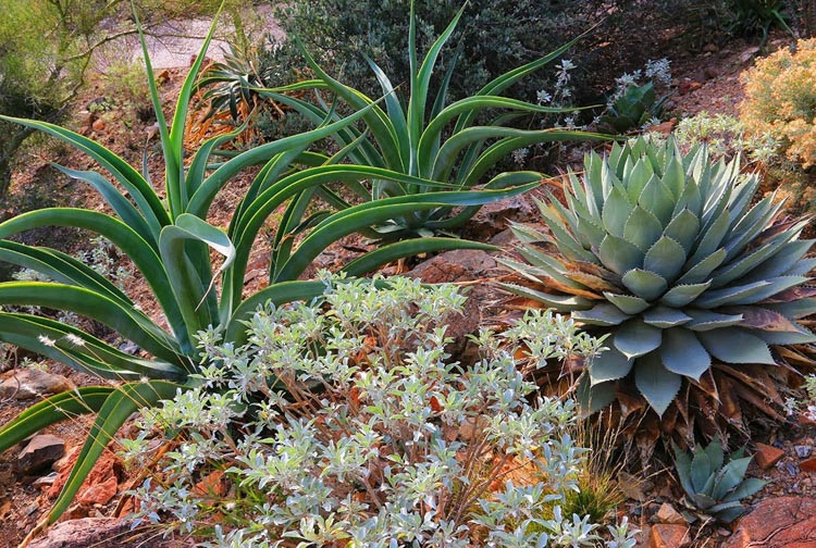 Agave vilmoriniana,Octopus Agave, Yellow flowers, drought tolerant plant, evergreen plant
