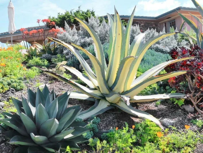 Agave Americana 'Mediopicta Alba', Century Plant 'Mediopicta Alba', American Aloe, Century Plant, Maguey, Flowering Aloe, Spiked Aloe, Variegated agave