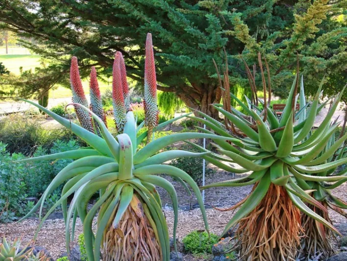 Aloe speciosa, Tilt-Head Aloe, Orange flowers, Succulents, Aloes, Drought tolerant plants