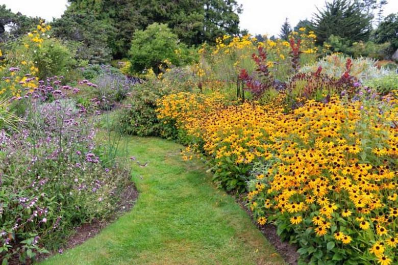 Monarda fistulosa, Wild Bergamot,Monarda punctata, Dotted Bee Balm, Dotted Horsemint, Spotted Horsemint, Yellow Monarda, Yellow Bee Balm, Yellow flowers, Purple Monarda, Purple Bee Balm, Purple flowers,