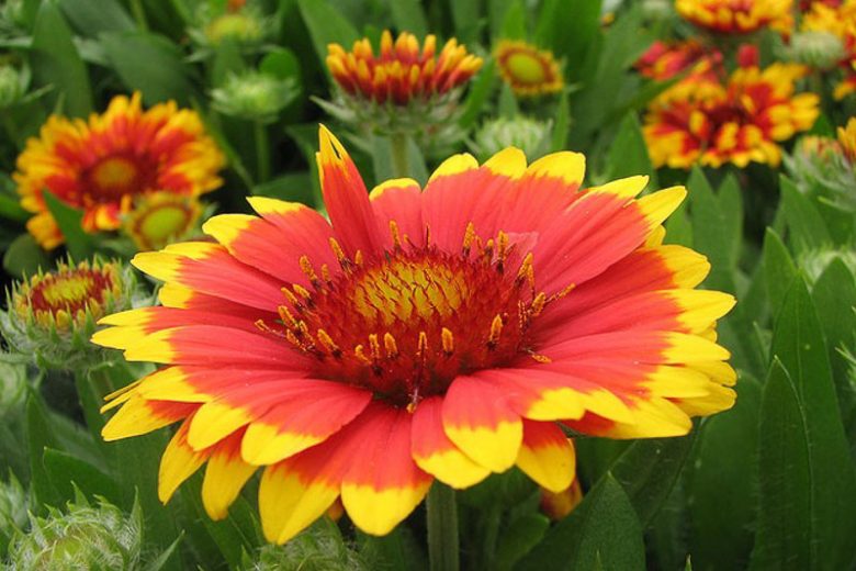 Gaillardia pulchella ,Indian Blanket, Firewheel, Girasol Rojo, Blanket Flowers, Red Flowers, Bicolor Flowers, Drought tolerant flowers, Salt tolerant flowers