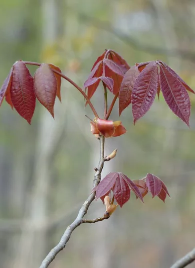 Carya glabra, Pignut Hickory, Sweet Pignut Hickory, Coast Pignut Hickory, Pignut, Sweet Pignut, Smoothbark Hickory, Broom Hickory, Red Hickory, Swamp Hickory, Switch Hickory, Switchbud Hickory, Deciduous Tree, Fall Color, Fruit Tree
