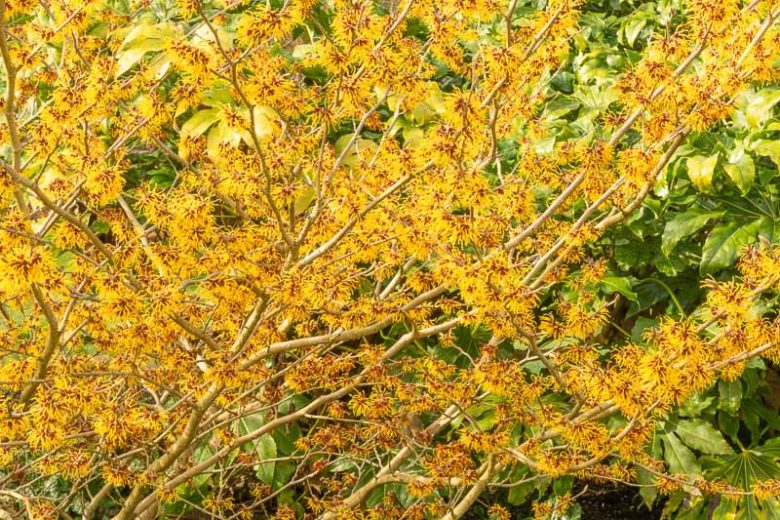 Hamamelis x Intermedia 'Arnold Promise', Witch Hazel 'Arnold Promise', Chinese Witch Hazel 'Arnold Promise', Yellow Flowers, Yellow Witch Hazel, Hamamelis × intermedia 'Arnold's Promise'