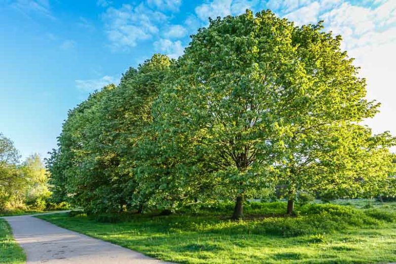 Tilia tomentosa, Silver Linden, Silver Lime, European White Lime, White Lime, Deciduous Tree, Fall Color