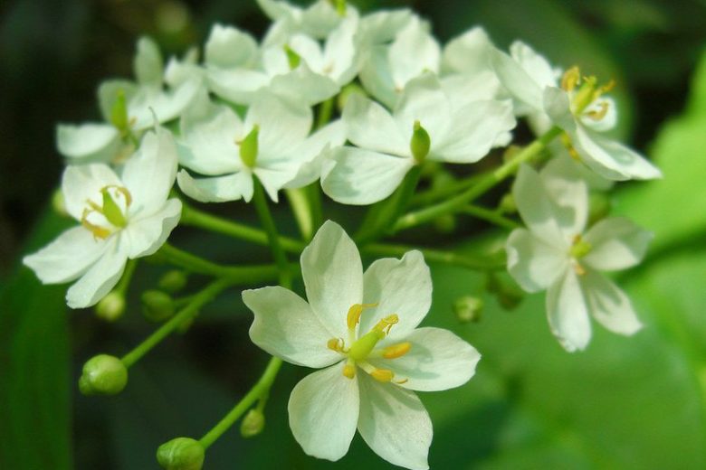Diphylleia cymosa, American Umbrellaleaf, Umbrella Leaf,  white flowers, shade perennials