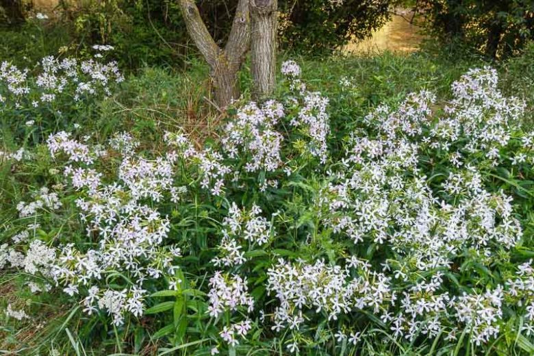 Saponaria ocymoides', Rock Soapwort, Basil Soap-Wort, Tumbling Ted, Silene ocymoides, Pink Flowers