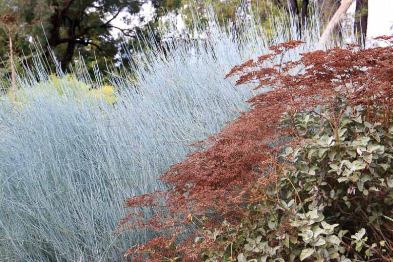 Ephedra equisetina, Bluestem Joint Fir, Mongolian Ephedra, Waterwise Perennial