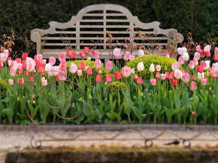 Tulip 'Dynasty', Triumph Tulip 'Dynasty', Triumph Tulips, Spring Bulbs, Spring Flowers, Tulipa 'Dynasty', Pink Tulips, Tulipes Triomphe, Mid spring tulips