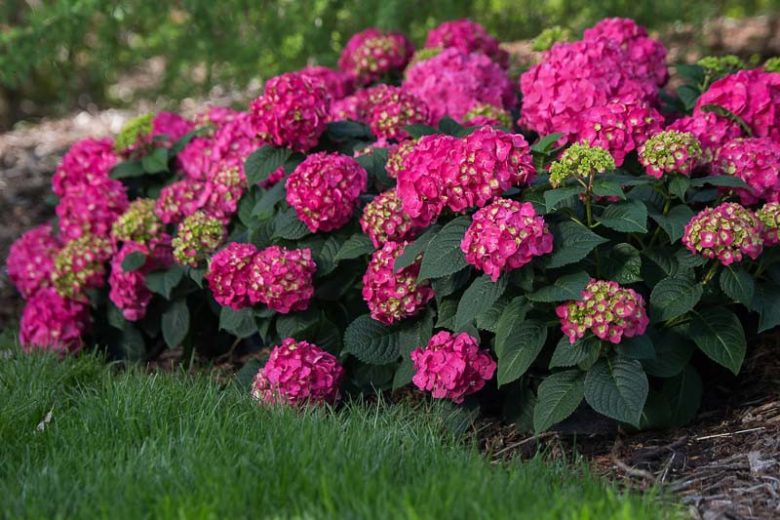 Endless Summer Hydrangea,  Hydrangea Macrophylla 'Summer Crush', Bigleaf Hydrangea Summer Crush®, Mophead Hydrangea Summer Crush®, Hortensia Summer Crush®, Hydrangea Bush,