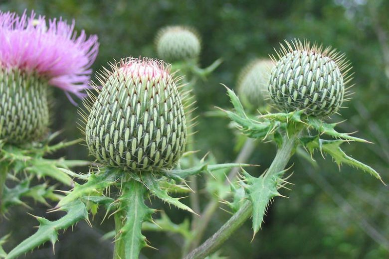 Cirsium altissimum, Tall Thistle, Carduus altissimus, Cirsium altissimum var. biltmoreanum, perennial plant, perennial plants, Purple flowers, Pink flowers