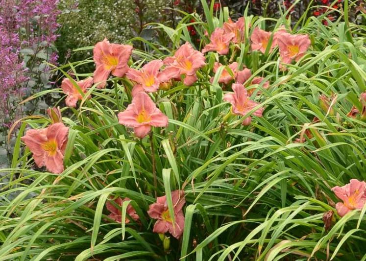 Hemerocallis 'Rosy Returns', Daylily 'Rosy Returns', Day Lily 'Rosy Returns', 'Rosy Returns' Daylily, daylilies, Reblooming daylily, Reblooming daylilies, Daylily, Day Lilies, Pink flowers, Pink day lily, PinkDaylily, Hemerocallidaceae, perennial, plant