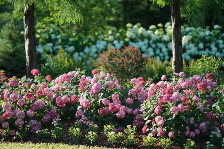 Hydrangea Arborescens Invincibelle Ruby, Invincibelle Ruby Smooth Hydrangea, Invincibelle Ruby, Ruby Annabelle Hydrangea, Red Annabelle Hydrangea, Small Hydrangea, Red Hydrangea