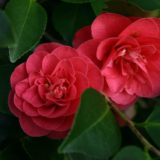 Camellia Japonica 'Lady Campbell', Camellia 'Lady Campbell', 'Lady Campbell' Camellia, Camellia 'Campbellii', Camellia 'Black Beauty', Camellia 'Goddess of Fire', Camellia 'Red Queen', Camellia 'Margharita', Spring Blooming Camellias, Camellia Hybrids, Late Season Camellias
