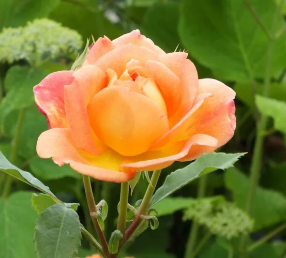 Rose 'Lady of Shalott', Rosa 'Lady of Shalott', English Rose 'Lady of Shalott', David Austin Rose, English Roses, Shrub roses, yellow roses