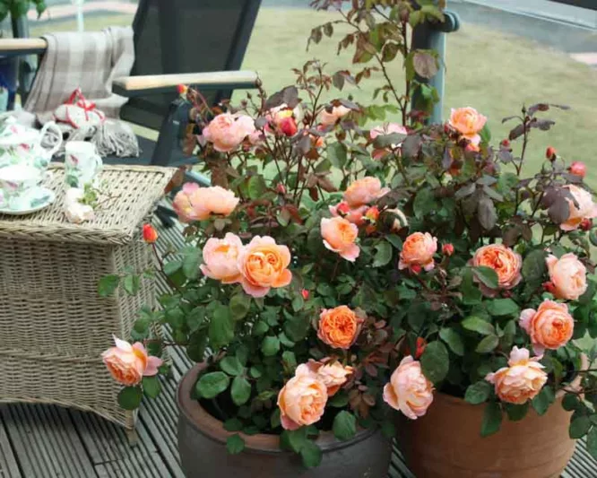 Rosa Lady Emma Hamilton, Rosa 'Lady Emma Hamilton', English Rose 'Lady Emma Hamilton', David Austin Rose, English Rose, Fragrant roses, Shrub roses, orange roses
