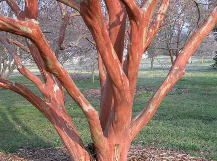 Lagerstroemia '‘Natchez', Crape Myrtle '‘Natchez', Crapemyrtle '‘Natchez', Shrub, White Flowers, White Crape Myrtle