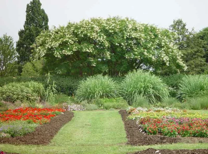 Lagerstroemia '‘Natchez', Crape Myrtle '‘Natchez', Crapemyrtle '‘Natchez', Shrub, White Flowers, White Crape Myrtle