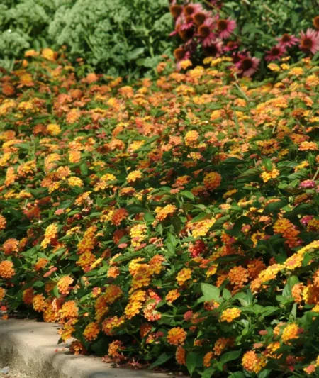 Lantana Landmark Citrus, Lantana camara, Mediterranean plants, Mediterranean shrubs, Yellow flowers, Bicolor flowers