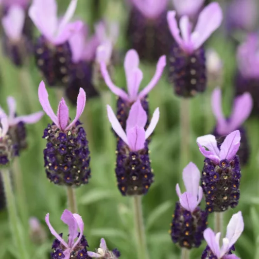 Lavandula Stoechas 'Fathead' , French Lavender 'Fathead', Spanish Lavender 'Fathead', Butterfly Lavender' Fathead',Purple Lavenders, Drought tolerant plant, Summer blooms, Deer resistant plants, fragrant flowers